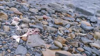 一只小海豚的骨架在海上风暴中被冲到岩石上。